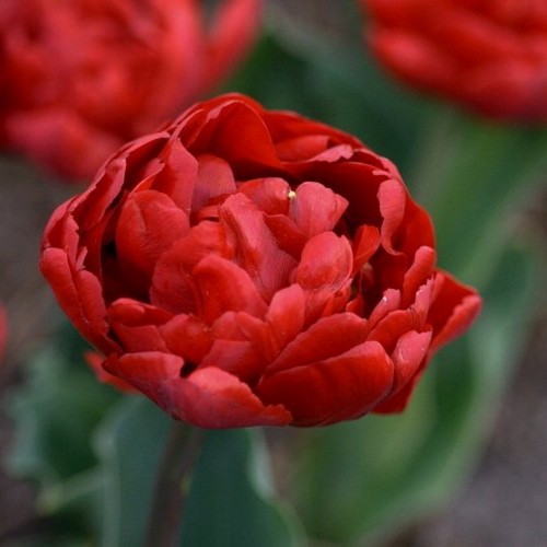 Tulipa 'Red Baby Doll' - Tulp 'Red Baby Doll'